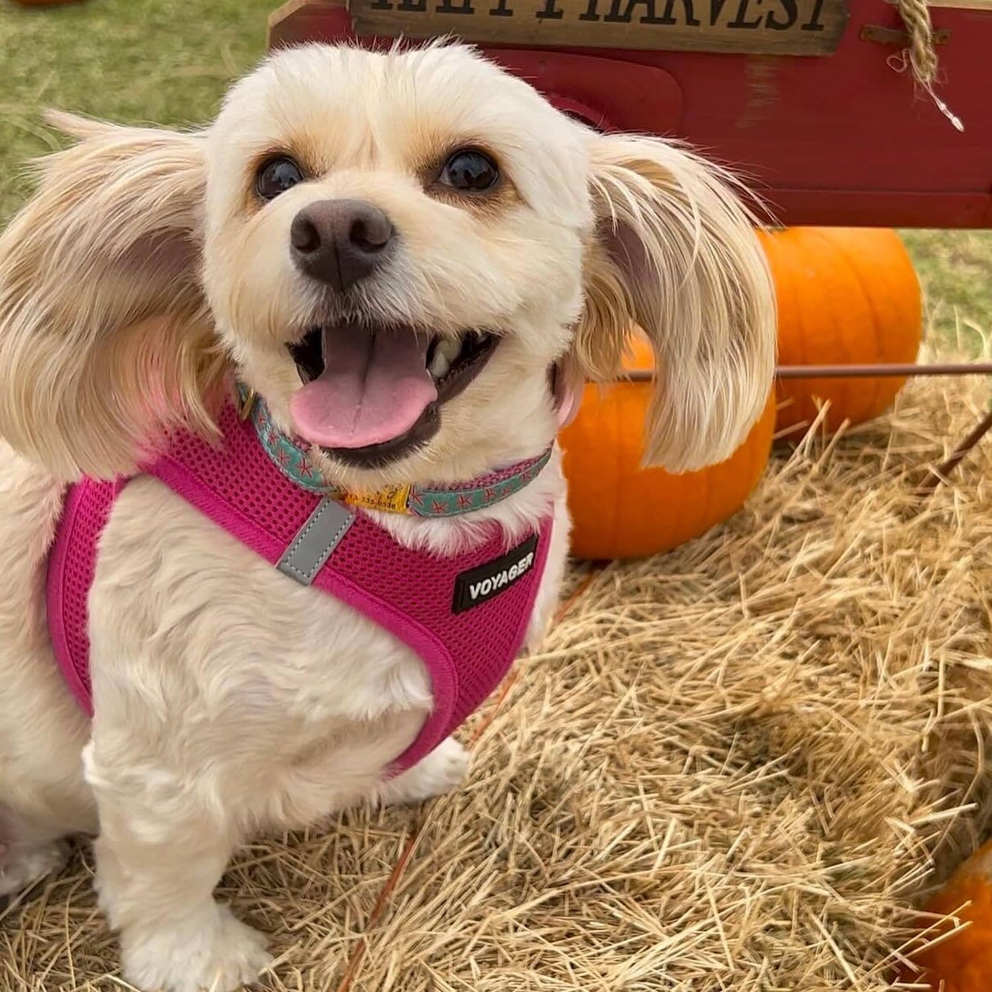 Voyager Step-In Air Dog Harness – No-Pull, Reflective Mesh Vest for Small & Medium Dogs & Cats – Secure Fit with Hook & Loop, Buckle & Double D-Rings – All-Weather, Fuchsia (Size S)/ Real Petential